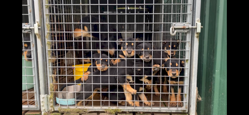 Purebred working kelpies