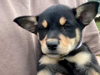 Purebred working kelpies