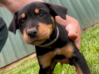 Purebred working kelpies
