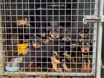 Purebred working kelpies