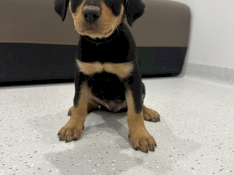 Purebred working kelpies