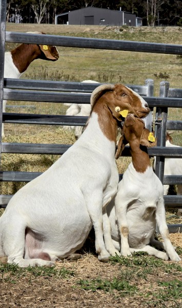 Boer Goats Fullblood. 