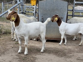 Boer Goats Fullblood. 