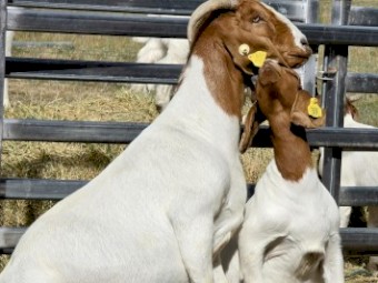 Boer Goats Fullblood. 