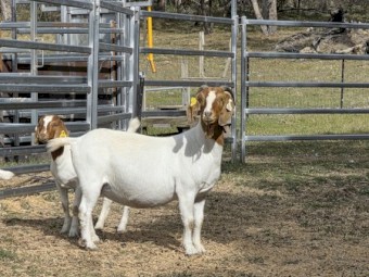 Boer Goats Fullblood. 