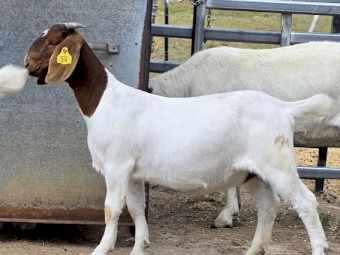 Boer Goats Fullblood. 