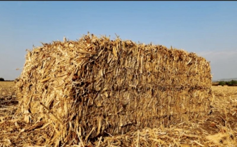 Maize corn stubble/straw 