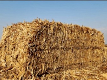 Maize corn stubble/straw 