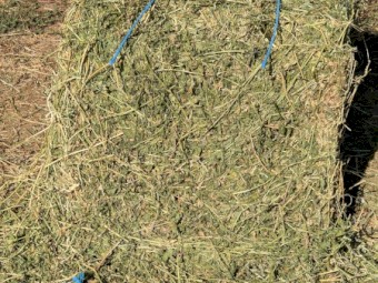 3500 x Lucerne Hay Small Squares
