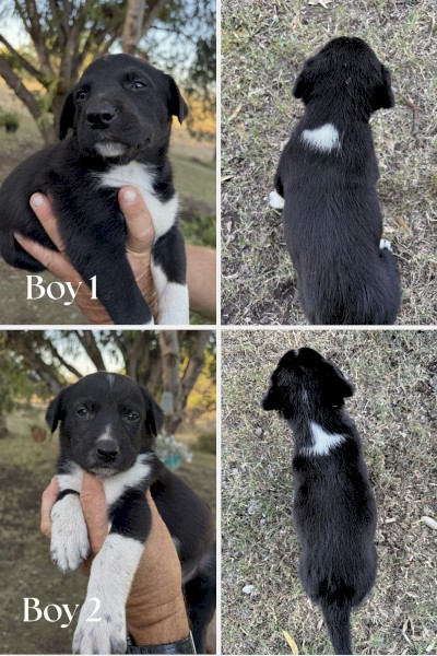 Male Kelpie X Border Collie Pups x 4