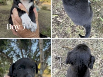 Male Kelpie X Border Collie Pups x 4