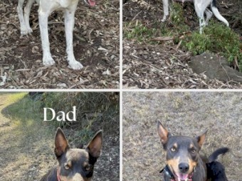 Male Kelpie X Border Collie Pups x 4