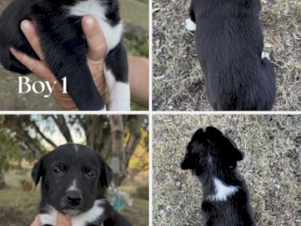 Male Kelpie X Border Collie Pups x 4