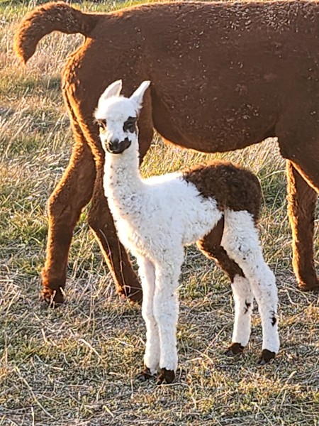 Alpacas Pregnant Females, Crias and Young Males