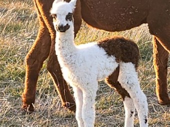 Alpacas Pregnant Females, Crias and Young Males