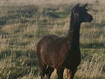 Alpacas Pregnant Females, Crias and Young Males