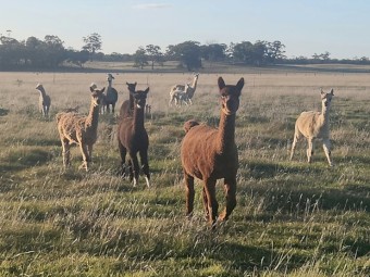 Alpacas Pregnant Females, Crias and Young Males