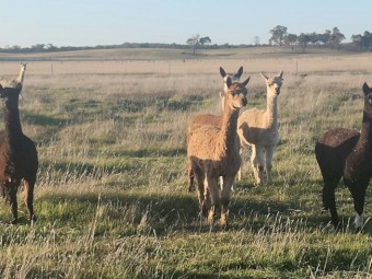 Alpacas Pregnant Females, Crias and Young Males