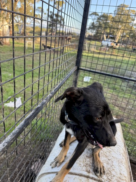 Kelpie x Border Collie Pups x 3