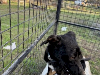 Kelpie x Border Collie Pups x 3