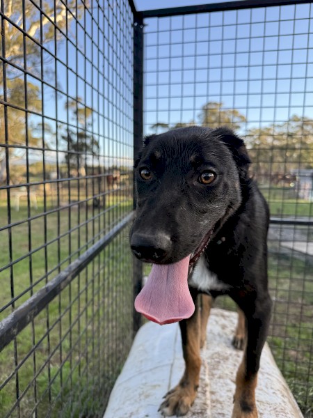 Kelpie x border collie pups 