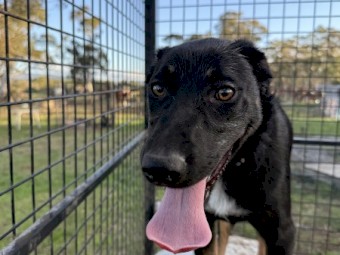 Kelpie x border collie pups 