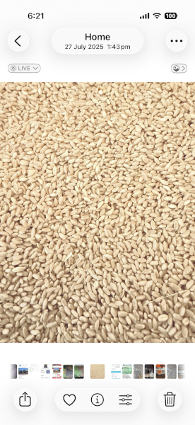Feed wheat 