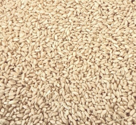 Feed wheat 