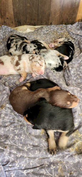 2 Kelpie x Koolie Pups