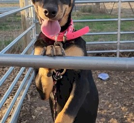 2 Kelpie x Koolie Pups