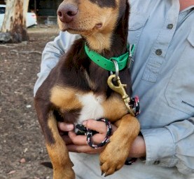 2 Kelpie x Koolie Pups