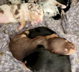 2 Kelpie x Koolie Pups