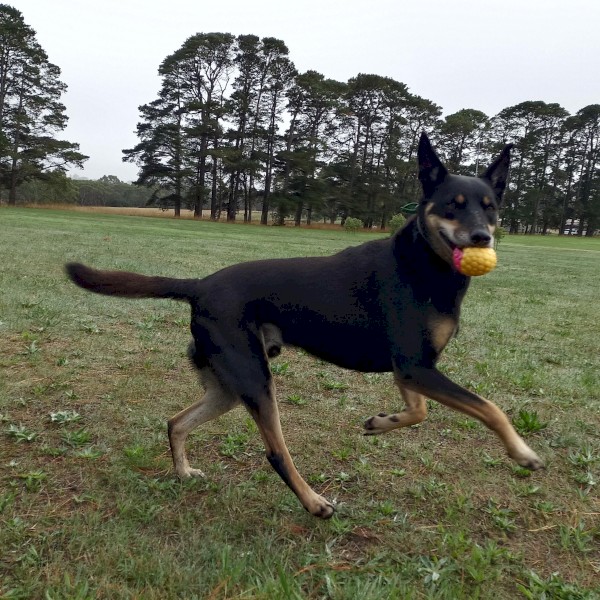 WANTED Female Kelpie Pup x 1