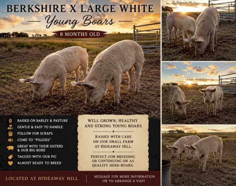 Berkshire x Large White bores