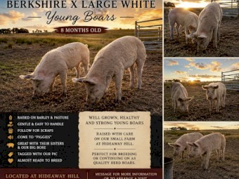 Berkshire x Large White bores
