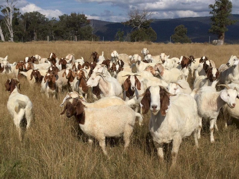 QUALITY BOER GOAT HERD – APPROX. 250 HEAD – EAST GIPPSLAND VIC