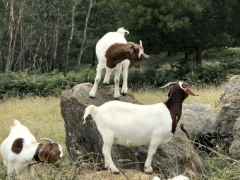 QUALITY BOER GOAT HERD – APPROX. 250 HEAD – EAST GIPPSLAND VIC