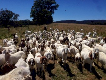 QUALITY BOER GOAT HERD – APPROX. 250 HEAD – EAST GIPPSLAND VIC