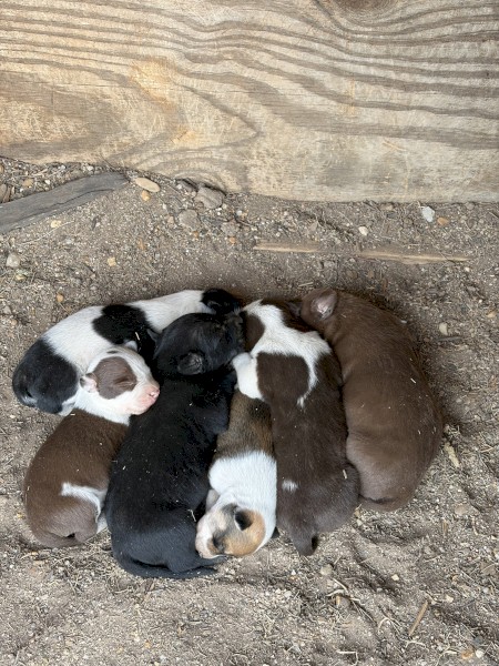 Kelpie X Collie Pups