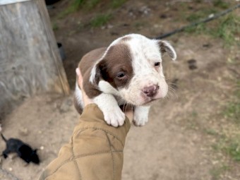 Kelpie X Collie Pups