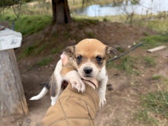 Kelpie X Collie Pups