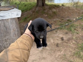 Kelpie X Collie Pups