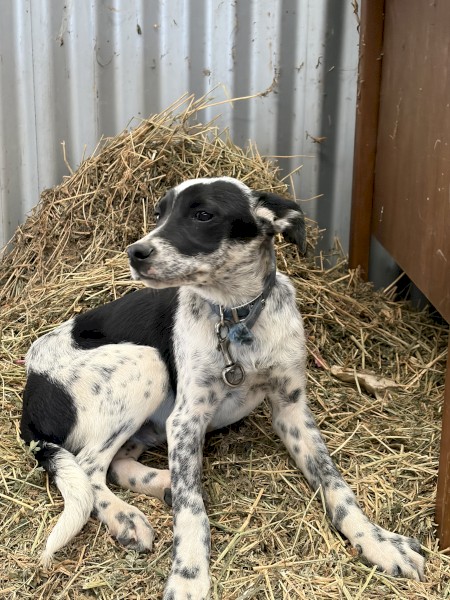 Collie X Older Pup