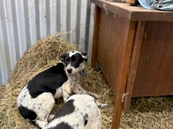 Collie X Older Pup