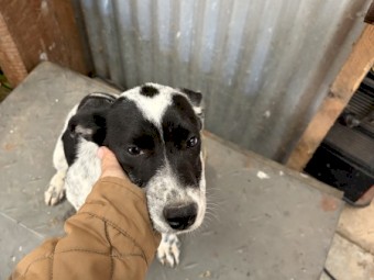 Collie X Older Pup