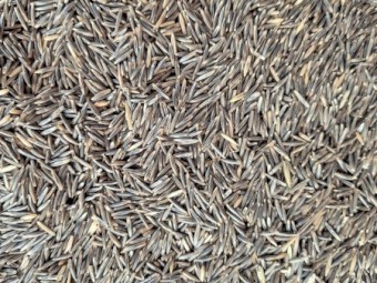 Saia Oats