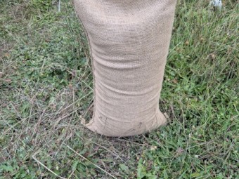 Saia Oats