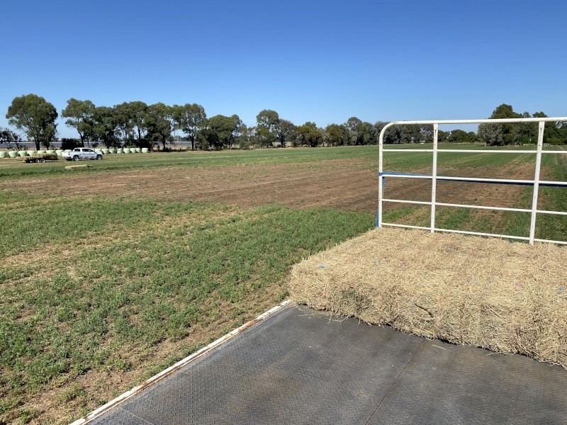 400 x Lucerne Hay Small Squares