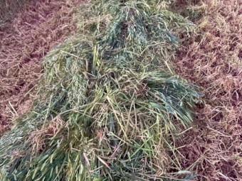 Barley Hay