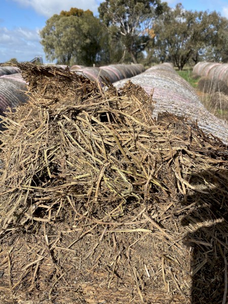 Vetch Hay - 74 Rolls